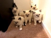 Carly Kittens 5 weekst_April 2019 litter