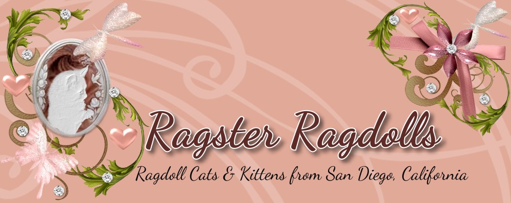 Ragster Ragdolls