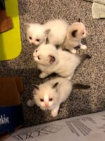 Ragdoll kittens available CA