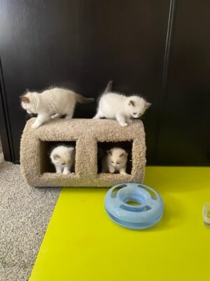 Ragdoll kittens available CA