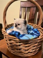 Ragdoll kittens available CA