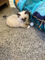 Ragdoll kittens available CA