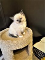 Ragdoll kittens available CA