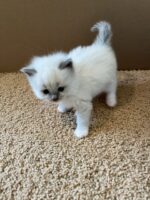Ragdoll kittens available CA