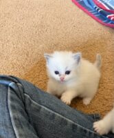 Ragdoll kittens available CA