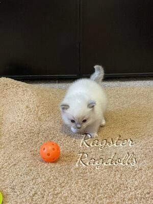 Ragdoll kittens available CA