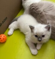 Ragdoll kittens available CA