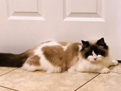 Ragdoll kittens available CA