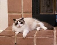 Ragdoll kittens available CA