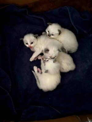 Ragdoll kittens available CA