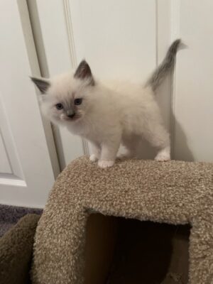 Ragdoll kittens available CA