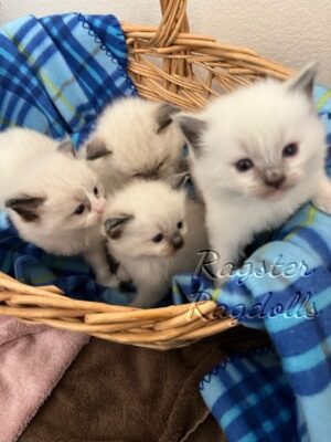 Ragdoll kittens available CA