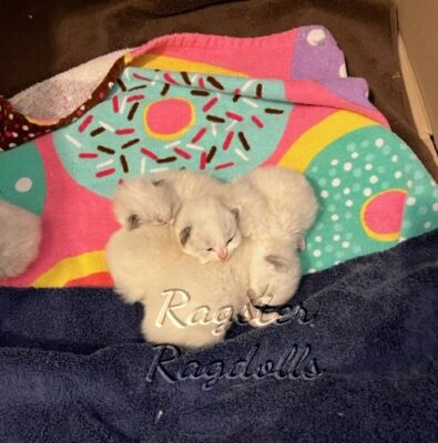 Ragdoll kittens available CA