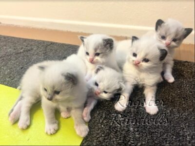 Ragdoll kittens available CA