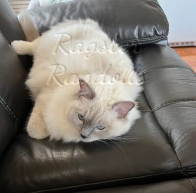 Ragdoll kittens available CA