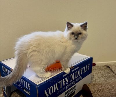 Ragdoll kittens available CA