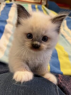Ragdoll kittens available CA