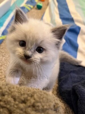 Ragdoll kittens available CA