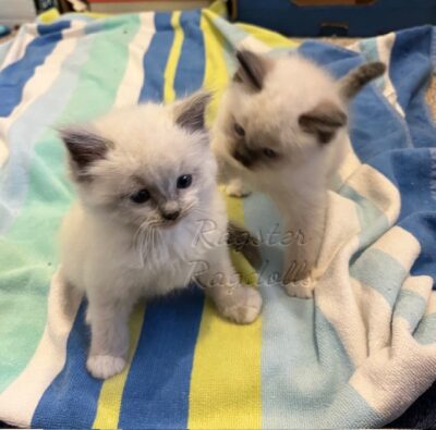 Ragdoll kittens available CA