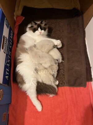 Ragdoll kittens available CA