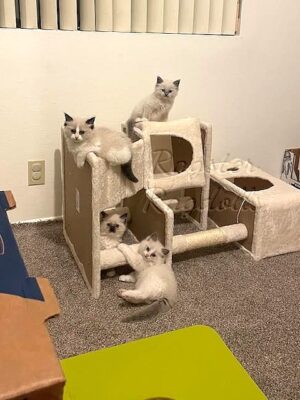 Ragdoll kittens available CA