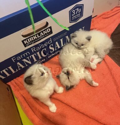 Ragdoll kittens available CA