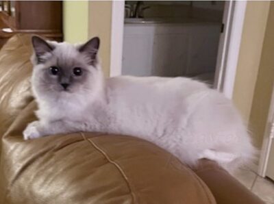 Ragdoll kittens available CA