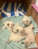 Ragdoll kittens available CA