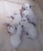 Ragdoll kittens available CA