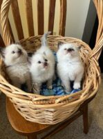 Ragdoll kittens available CA